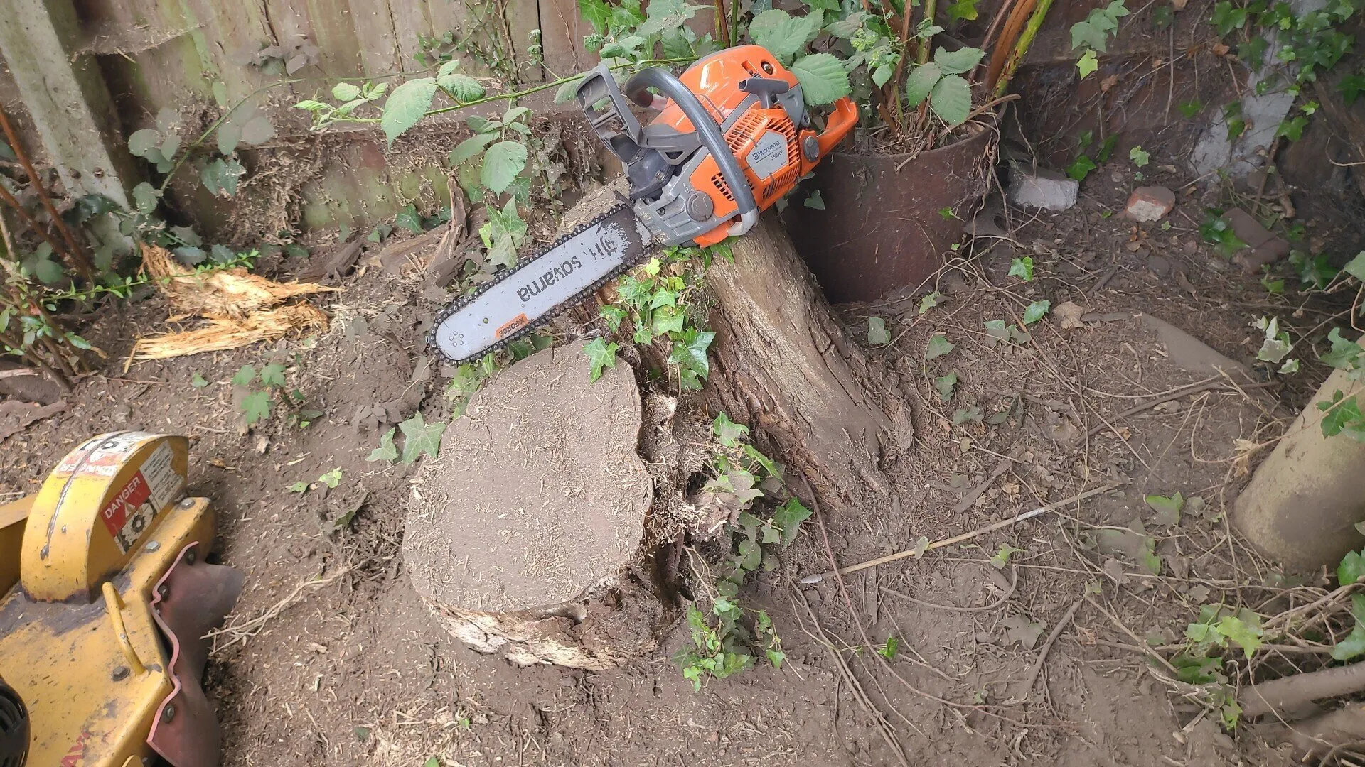Chainsaw placed on a large tree stump in a backyard, surrounded by ivy and other vegetation, ready for removal or grinding.