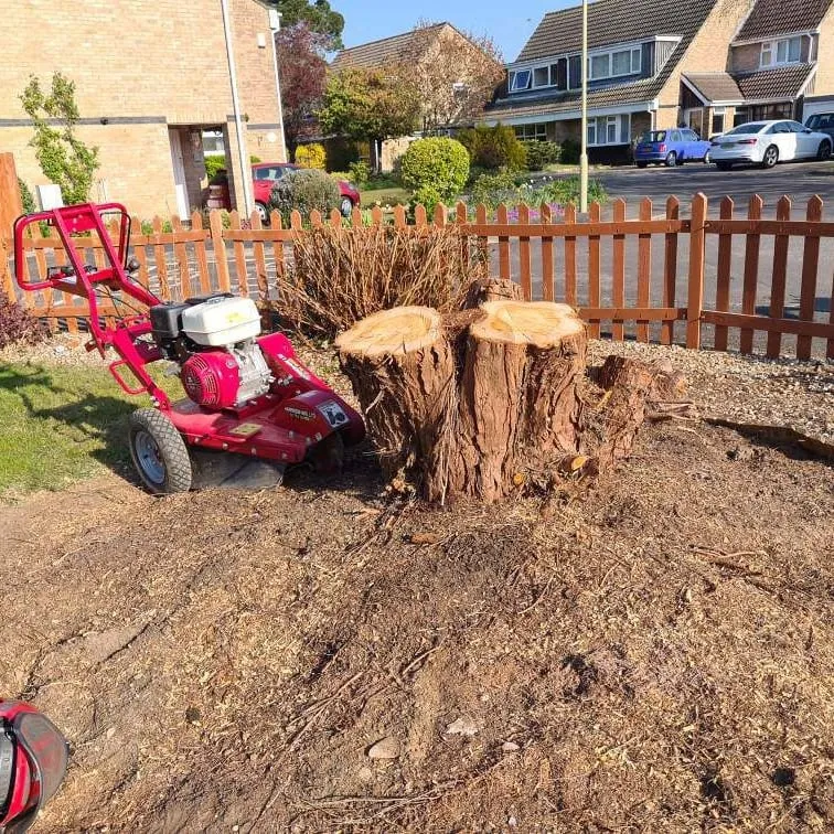 Professional stump grinder in action removing a large tree stump from a residential garden.