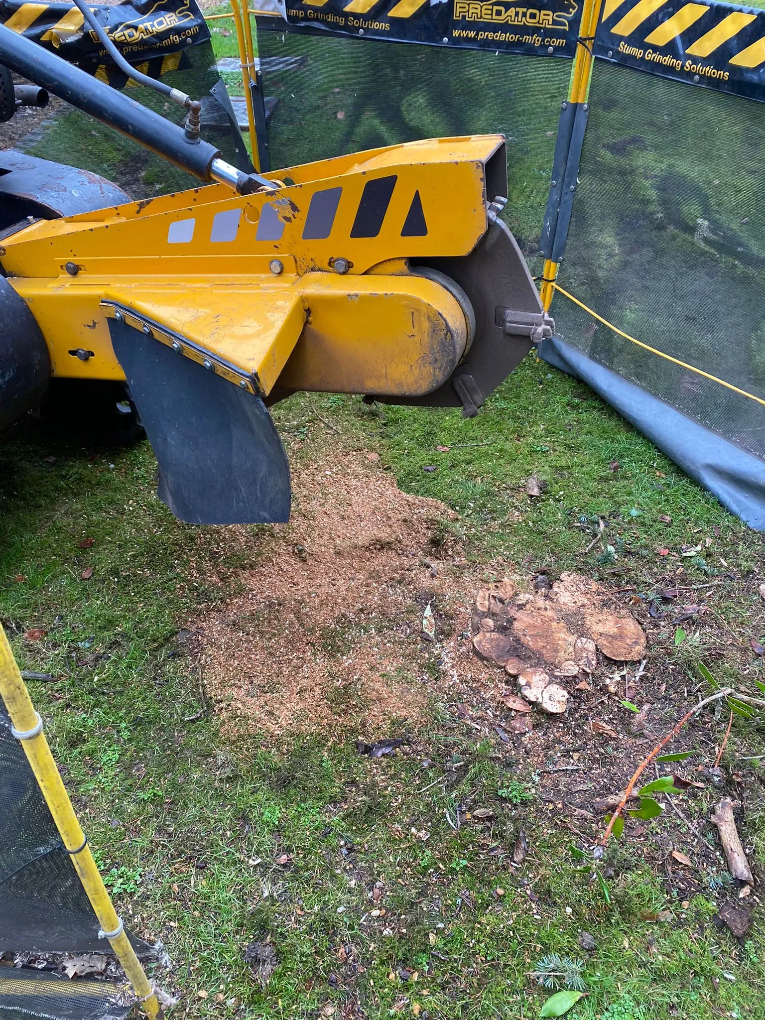 Yellow stump grinding machine in action, l eaving a pile of fresh wood chips on the ground as it removes a tree stump.