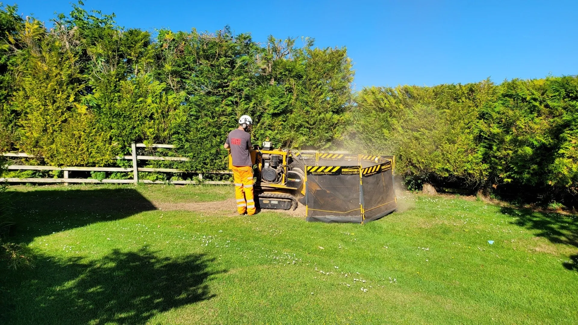 Worker operating a stump grinder with a protective barrier, clearing a large stump in a sunny yard surrounded by hedges.